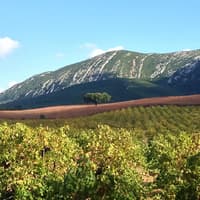 Small Group Wine Tour in Arrábida from Lisbon — gallery 5