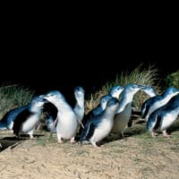 Phillip Island Nature Parks Penguin Parade Tickets — gallery 4