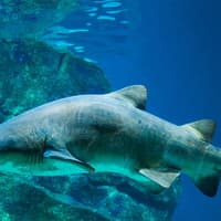 Barcelona Aquarium Skip-the-Line Tickets — gallery 5