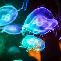 Shark Dive Xtreme Tickets at SEA LIFE Sydney Aquarium — gallery 2