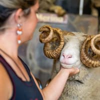 Agrodome Authentic Farm Experience Tickets — gallery 5