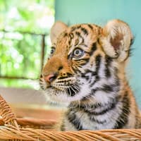 Tiger Park Tickets with Tiger Interactions — gallery 2