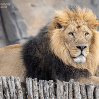 London Zoo Entrance Tickets — gallery 3