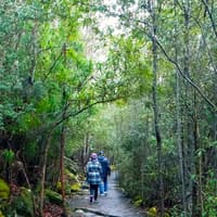 kunanyi/Mt Wellington Explorer One-Way Bus Pass — gallery 3