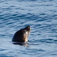 Reykjavik: Whale Watching Boat Tour — gallery 3
