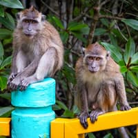 Langkawi Mangrove Tour — gallery 2
