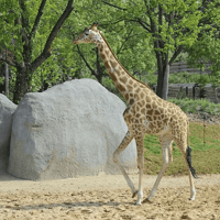 Paris Zoological Park: Entry Ticket — gallery 2
