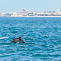 Lisbon Dolphin Watching Cruise — gallery 3