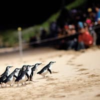 Phillip Island Nature Parks Penguin Parade Tickets — gallery 3