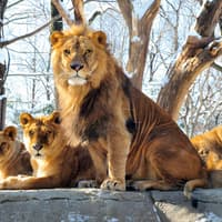 Everland Theme Park Tickets — gallery 2