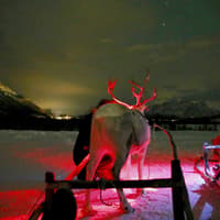 Tromso: Northern Lights, Reindeer and Sami Experiences — gallery 2