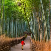 Kyoto & Nara by Private Car: Temples, Deer Park & Scenic Stops — gallery 2