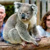From Melbourne: Brighton Beach, Moonlit Sanctuary & Phillip Island Day Trip with Penguin Parade — gallery 3