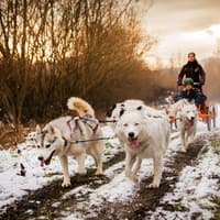 From Krakow: Tatra Mountains Dog Sledding Tour — gallery 1