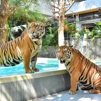 Tiger Park Biletleri, Tiger Park Phuket, Phuket