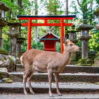 Kyoto & Nara by Private Car: Temples, Deer Park & Scenic Stops — gallery 1