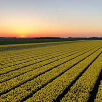 Amsterdam: Guided Tulip Tour + Dinner — gallery 3