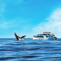 Premium Whale Watching Cruise by SeaWorld — gallery 2