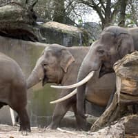 ARTIS Amsterdam Royal Zoo & Groote Museum: Skip-the-Line Entry Ticket — gallery 4