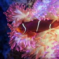 Cairns Aquarium by Twilight — gallery 3