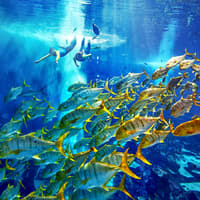 Atlantis Snorkeling & Scuba Diving — gallery 2