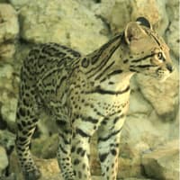 Croco Cun Zoo: Fast Track Ticket