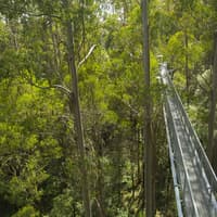 Otway Fly Treetop Adventures: Treetop Walk