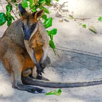 Kuranda Koala Gardens Ticket, Kuranda Koala Gardens, Cairns