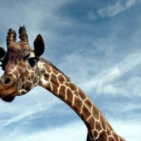 London Zoo: Entry Ticket — gallery 4