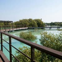 Jubail Mangrove Park: Boardwalk Experience Tour