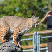 Billetter til Zoo Miami: Grupper på 4 og flere, Zoo Miami, Miami