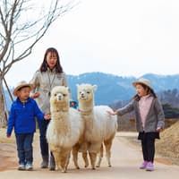 From Seoul: Alpaca World, Nami Island & Garden of Morning Calm Day Trip — gallery 1