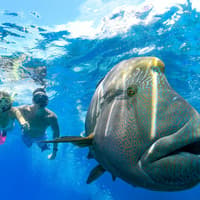 Great Barrier Reef & Daintree Rainforest: 2-Day Tour + Lunch — gallery 2