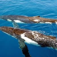 Sydney Whale Watching Cruise with Onboard Buffet — gallery 1