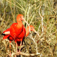Cañada de los Pájaros Bird Reserve