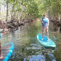Mangrove Jungle: SUP/Kayak Adventure + Drinks