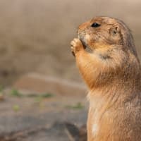 Austin Zoo: Skip The Line Ticket — gallery 2