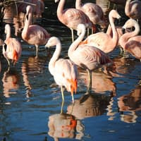 Temaikèn Zoo: Entrance & Transport from Buenos Aires — gallery 2