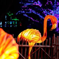 Zoo Lights at Zoo Miami — gallery 4