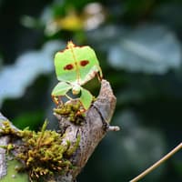 Victoria Butterfly Gardens: Entry Ticket