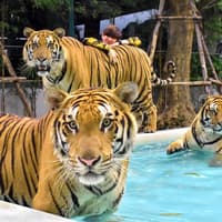 Tiger Park Tickets with Tiger Interactions — gallery 4