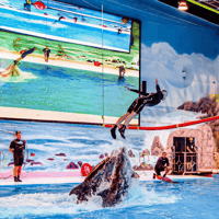 Dubai Dolphinarium: Dolphin and Seal Show — gallery 2