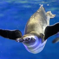 Sumida Aquarium Tickets — gallery 2