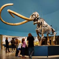 La Brea Tar Pits Museum — gallery 3