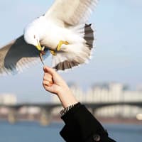 Han River Sightseeing Cruise by Eland Cruise — gallery 3