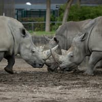 Copenhagen ZOO: Skip The Line Ticket