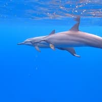 Waikiki: Sailing & Snorkeling Tour — gallery 1