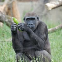 London Zoo: Entry Ticket — gallery 3