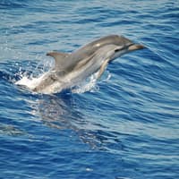 Aquarium of Genoa & Whale Watching Cruise — gallery 2