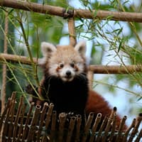 Lisbon Zoo: Fast Track Ticket, Lisbon Zoo, لیسبون و سینترا